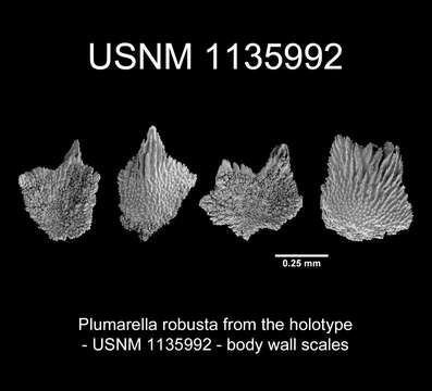 Image of Plumarella robusta Cairns 2011