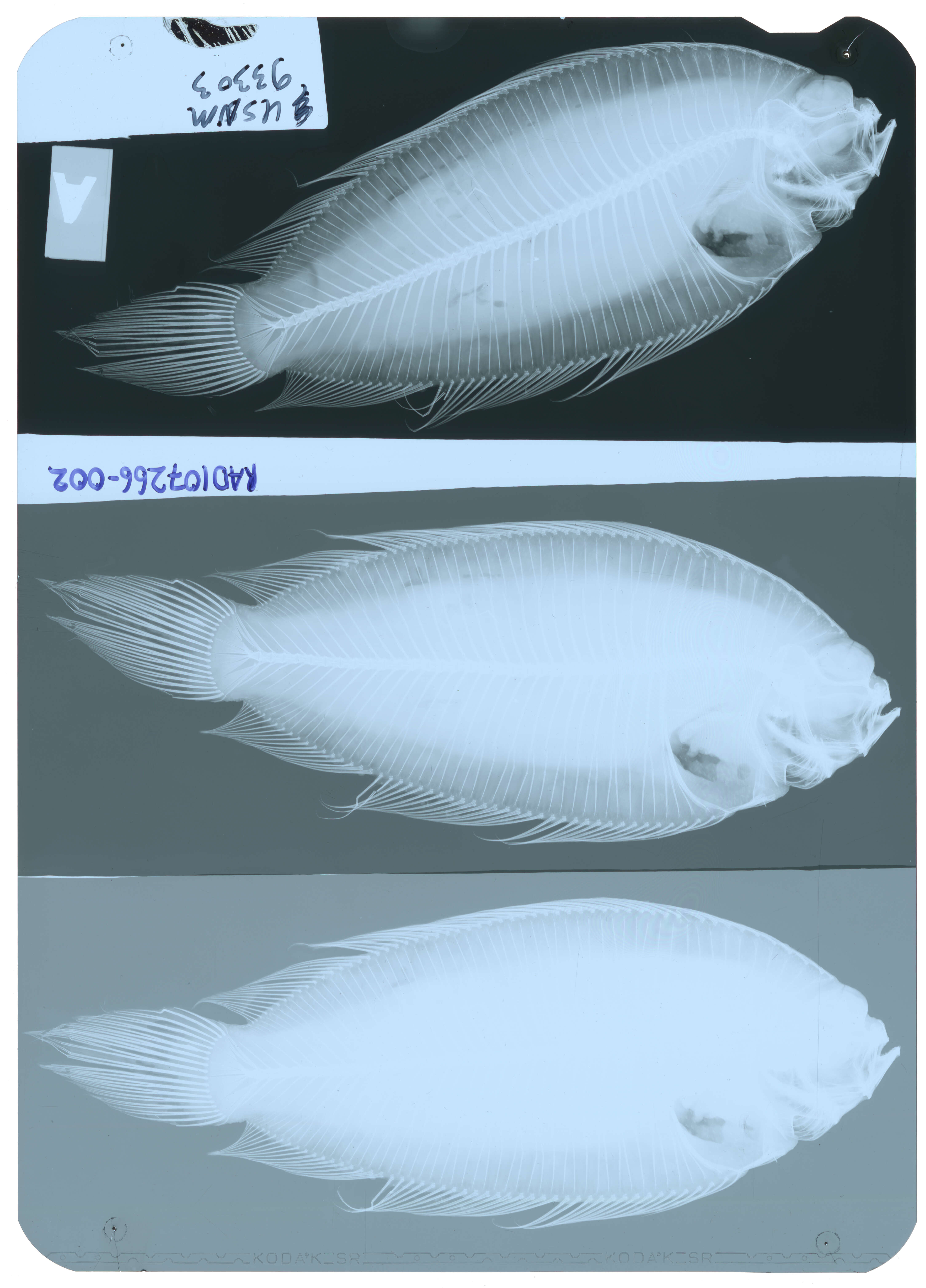 Poecilopsetta inermis (Breder 1927) resmi