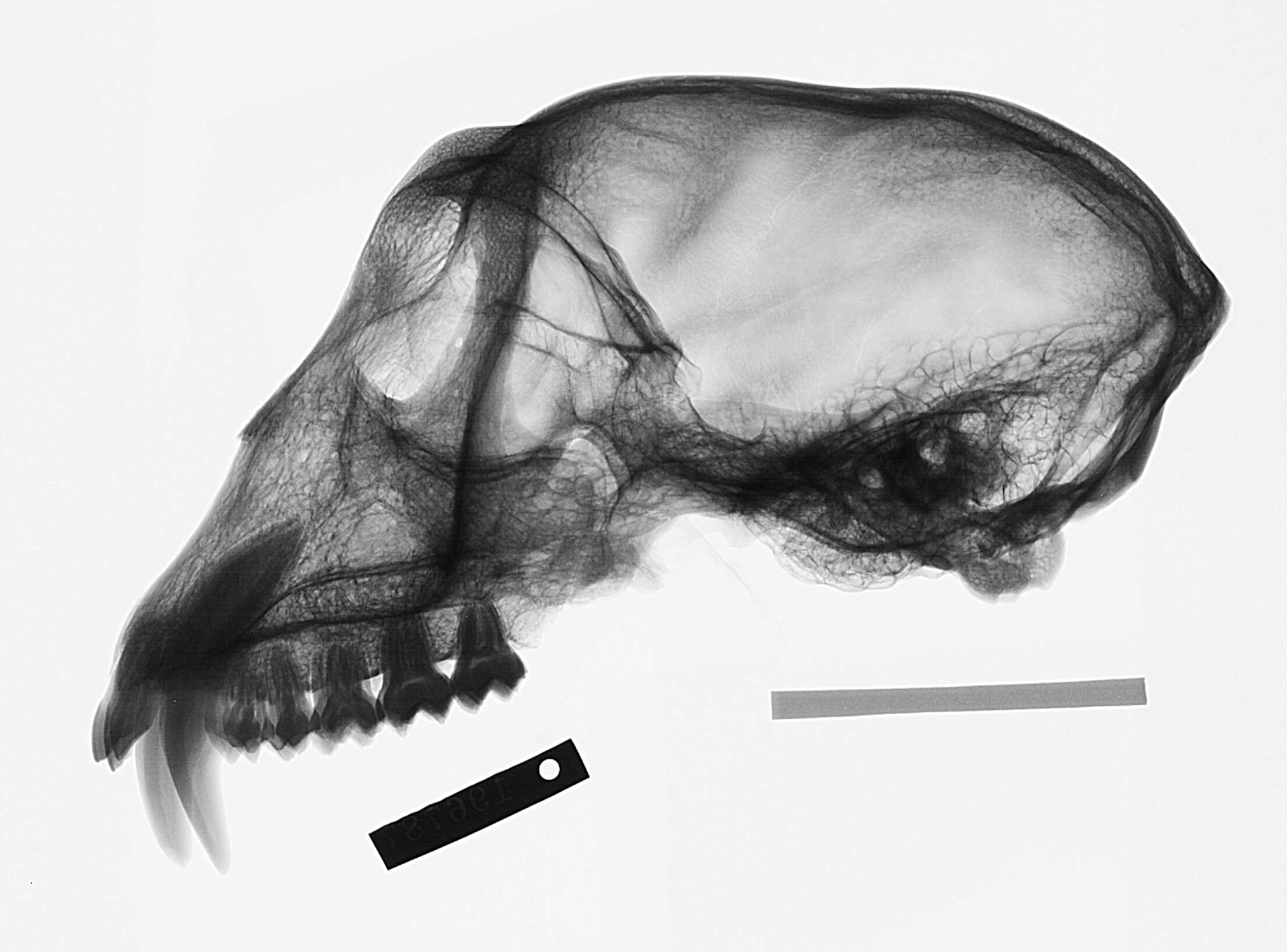 Image of Nasalis É. Geoffroy Saint-Hilaire 1812