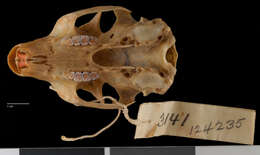 صورة Ratufa bicolor phaeopepla Miller 1913