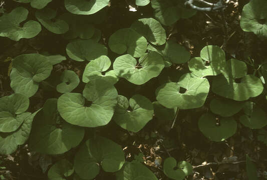 Image of British Columbia wildginger