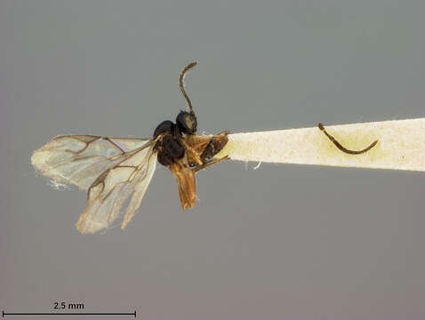 صورة Aphidius areolatus Ashmead 1906