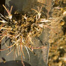 Image of Tundra Alkali Grass