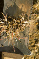 Image of Tundra Alkali Grass