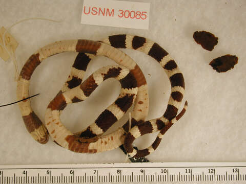 Image of Oaxacan Coral Snake