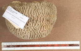 Image of Thin finger coral