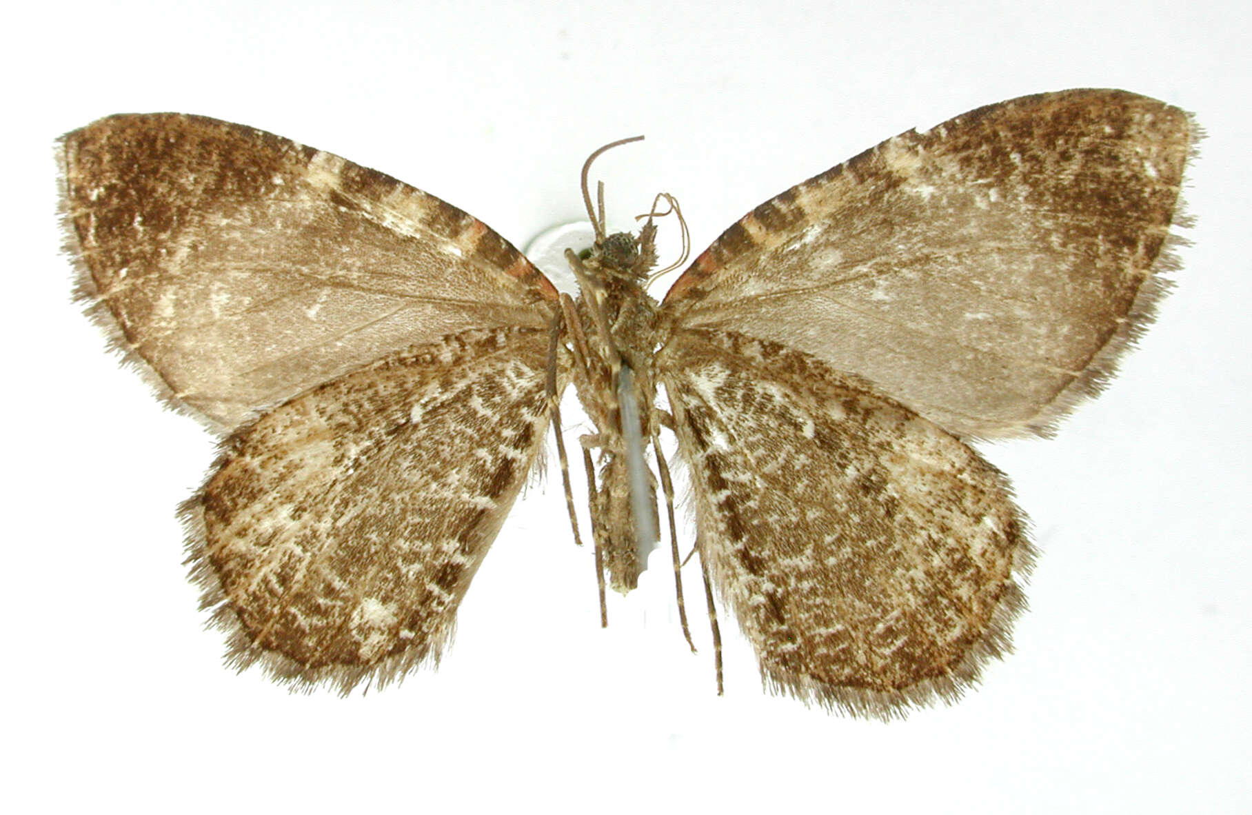 Слика од Callipia costinotata Warren 1908