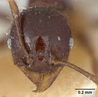 Image of Pheidole walkeri Mann 1922