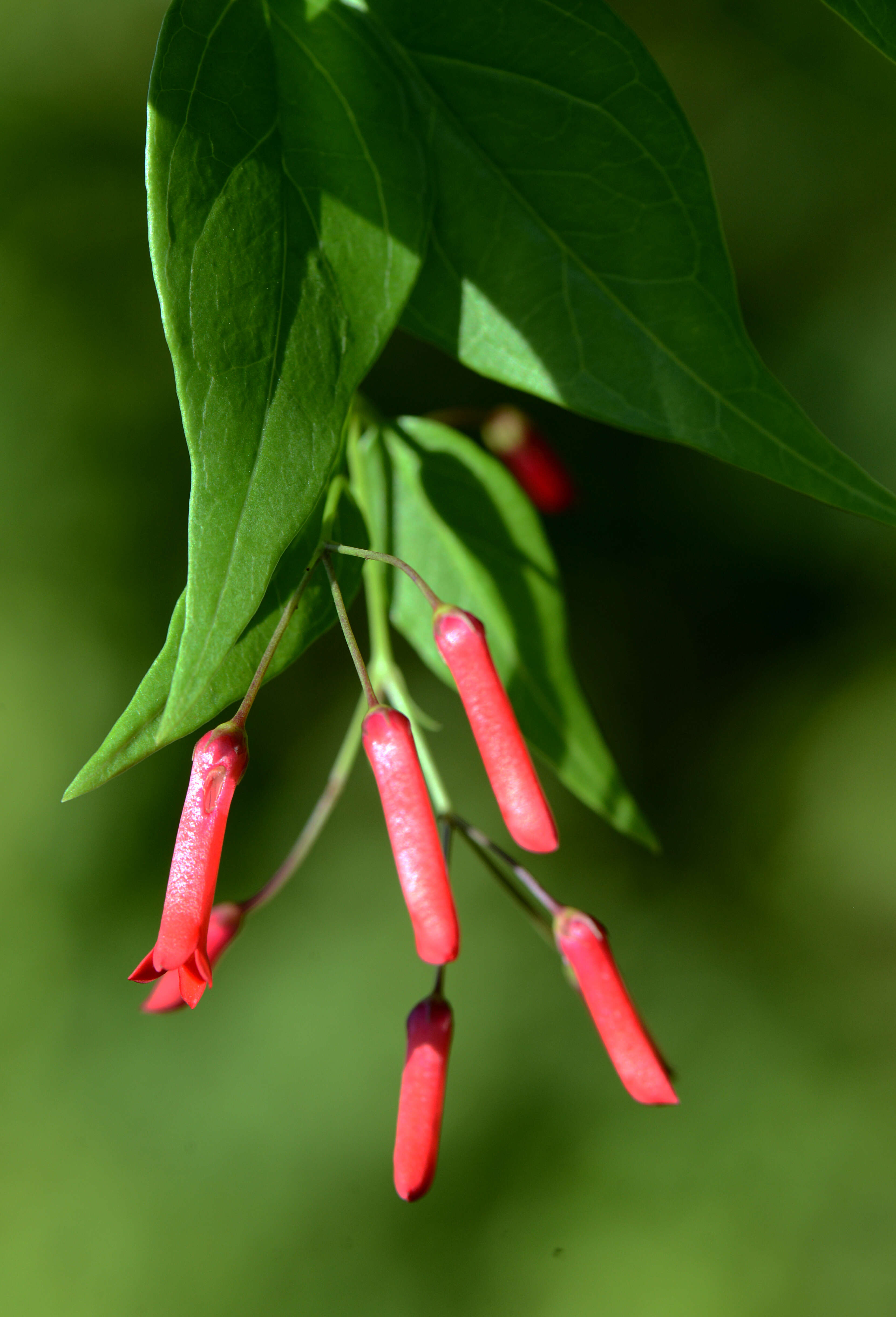 Russelia contrerasii B. L. Turner resmi