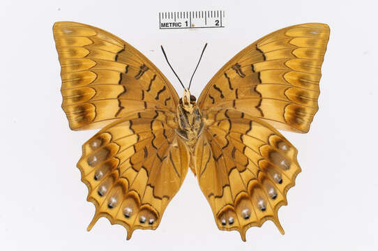 Charaxes latona Butler 1865 resmi