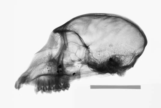 Plancia ëd Chlorocebus pygerythrus pygerythrus (F. Cuvier 1821)