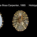 Image de Lottia filosa (Carpenter 1865)