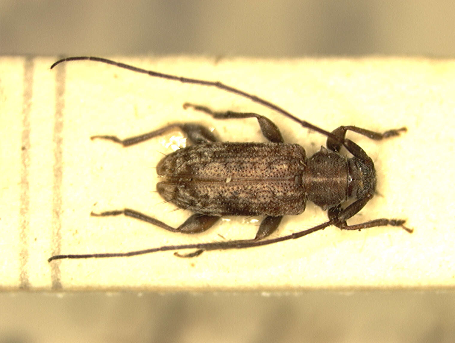 Image of Aegocidnexocentrus