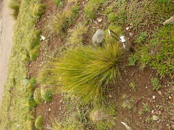 Image of Stipa obtusa (Nees & Meyen) Hitchc.