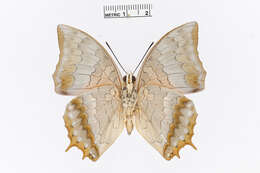 Image of Charaxes plateni Staudinger 1889