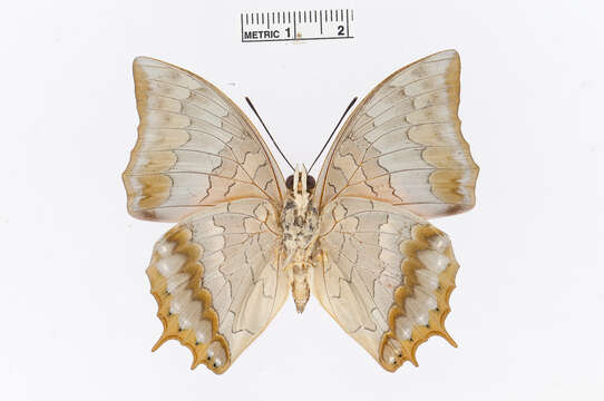 Image of Charaxes plateni Staudinger 1889