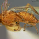 Image of Parasitoid wasp