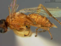 Image of Parasitoid wasp