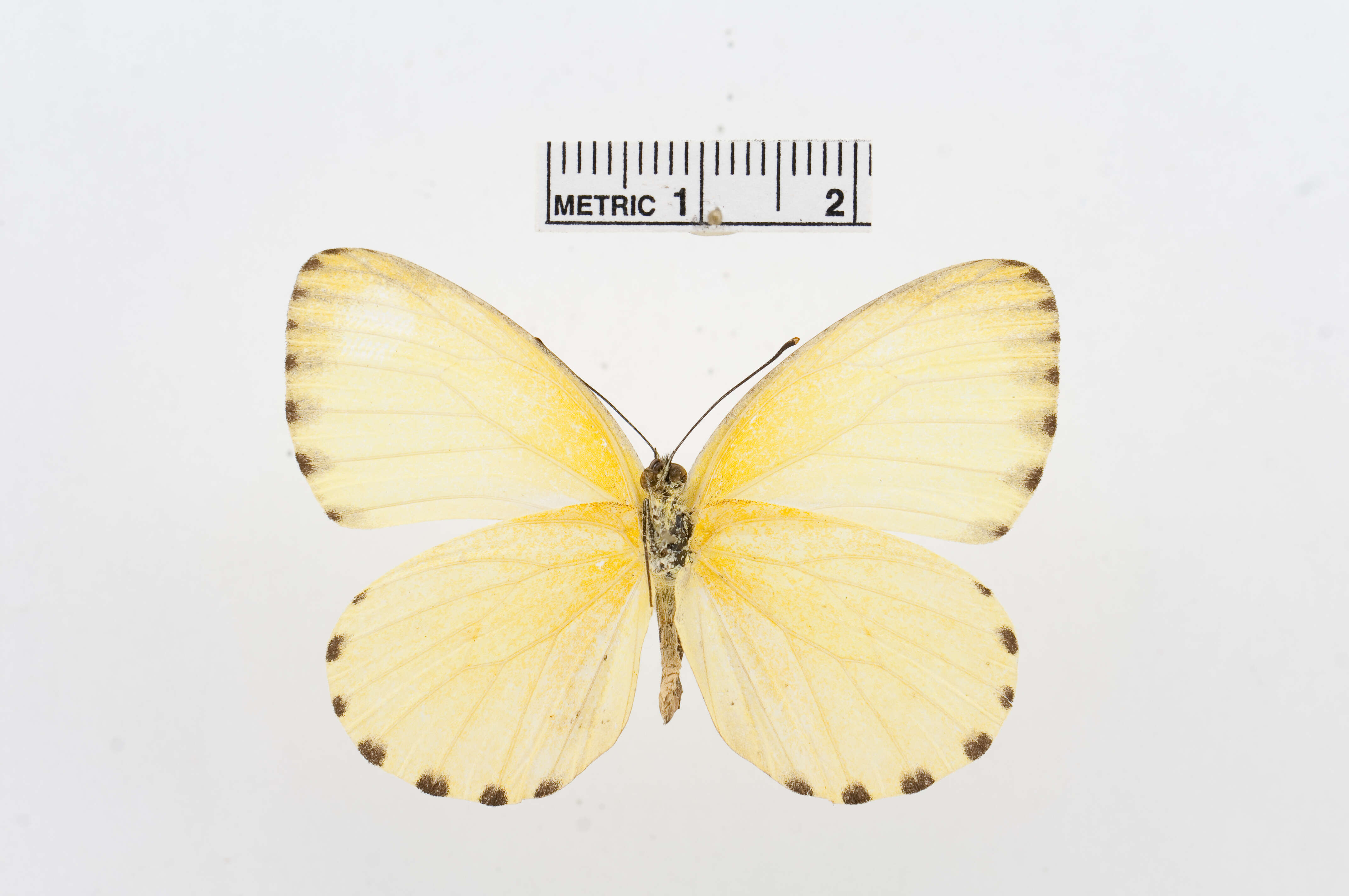 Image of Belenois solilucis Butler 1874