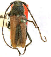 Image of Crossidius truncatellus Casey 1912