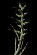 Image of Billbergia pallidiflora Liebm.