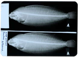 Image of Willowy flounder