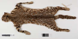 Leopardus colocolo wolffsohni (García-Perea 1994) resmi