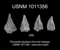 Image of Plumarella aleutiana Cairns 2011