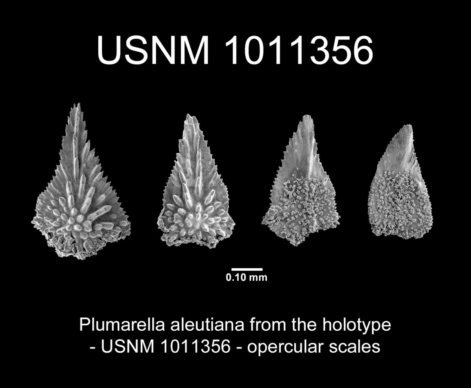 Image of Plumarella aleutiana Cairns 2011