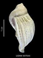 Image of Trophon nucelliformis P. G. Oliver & Picken 1984