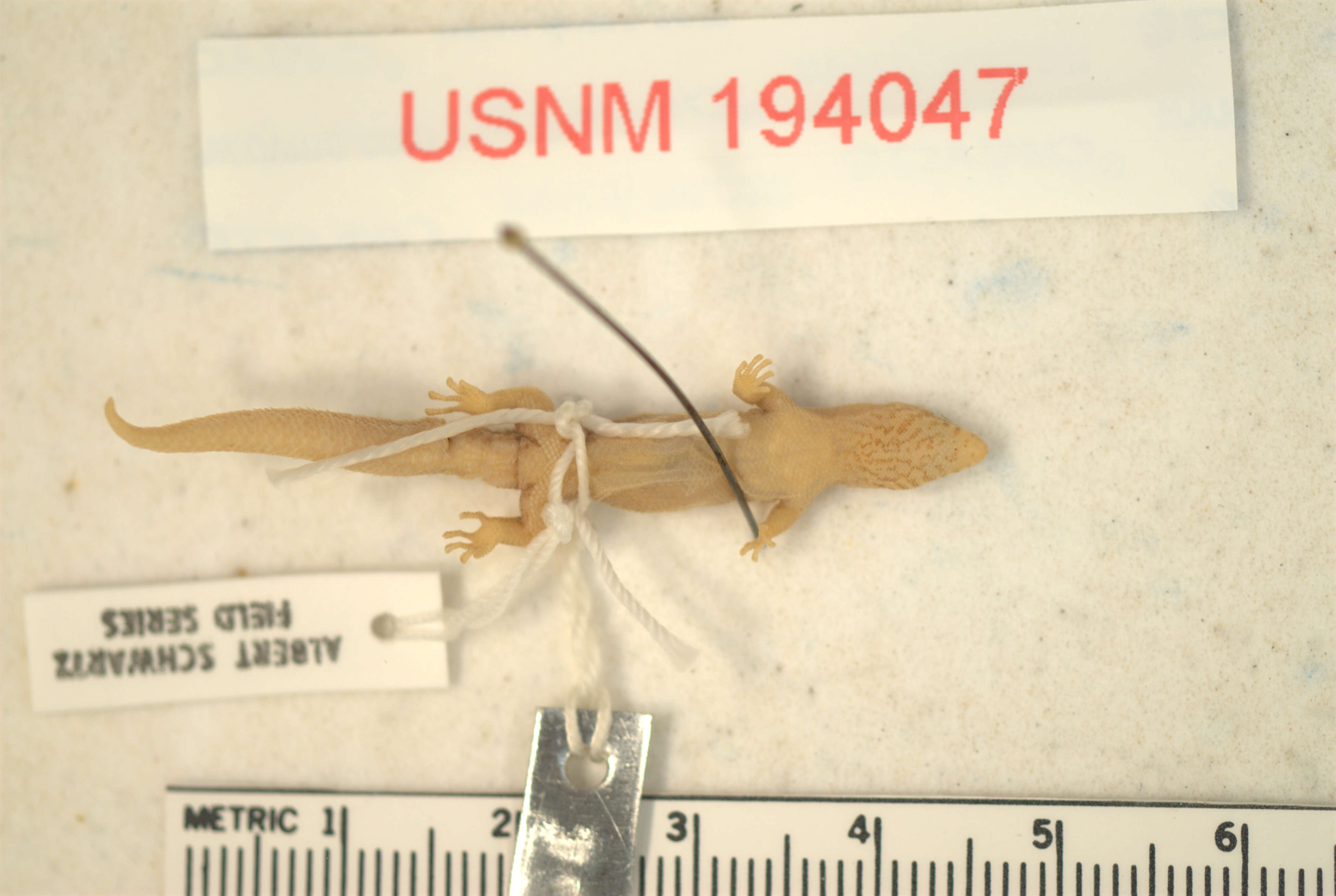 Image of Sphaerodactylus armstrongi hypsinephes Thomas & Schwartz 1983