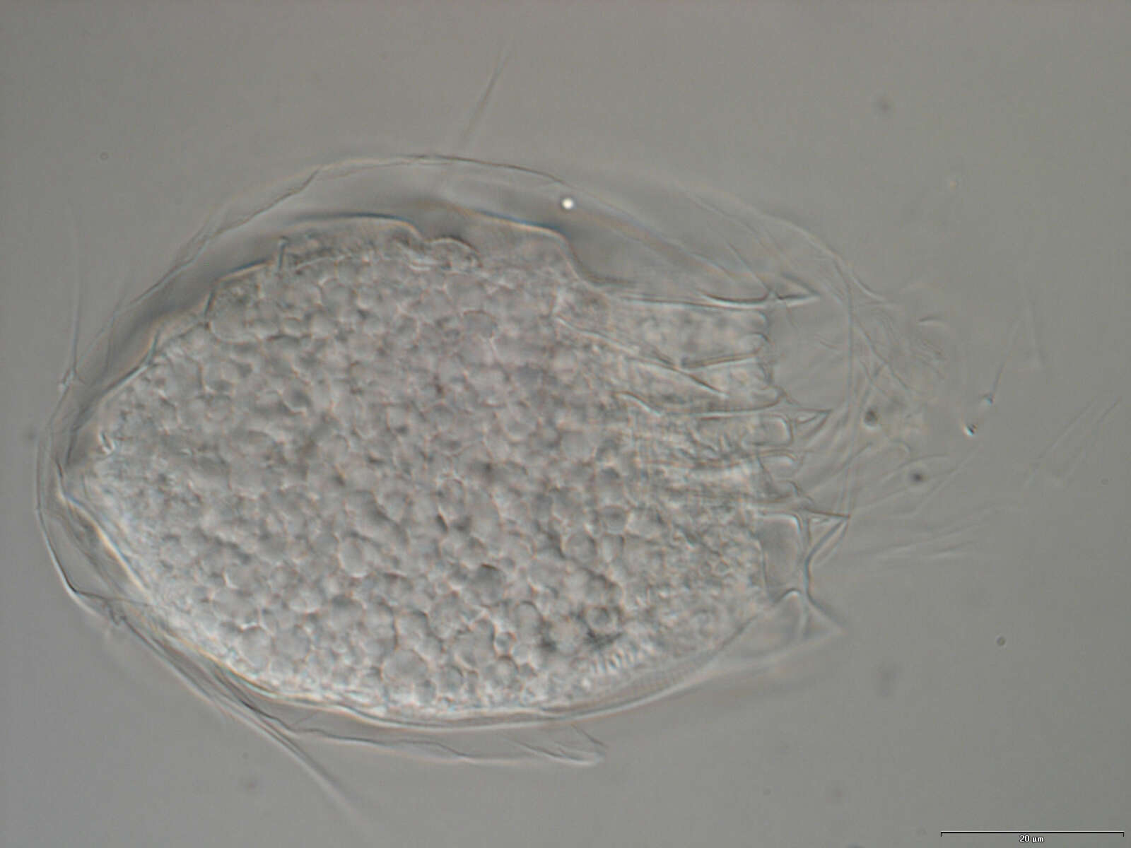 Image of Spinoloricus Heiner & Neuhaus 2007