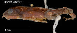 Image of Hyloxalus marmoreoventris (Rivero 1991)