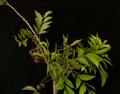 Image of wingleaf soapberry