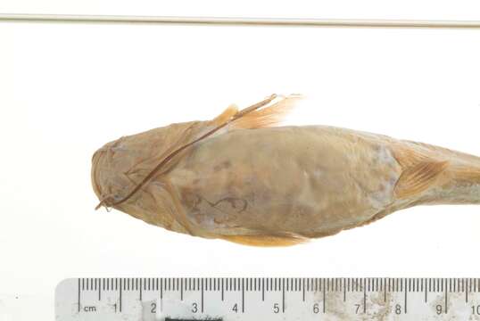 Image of Catfish