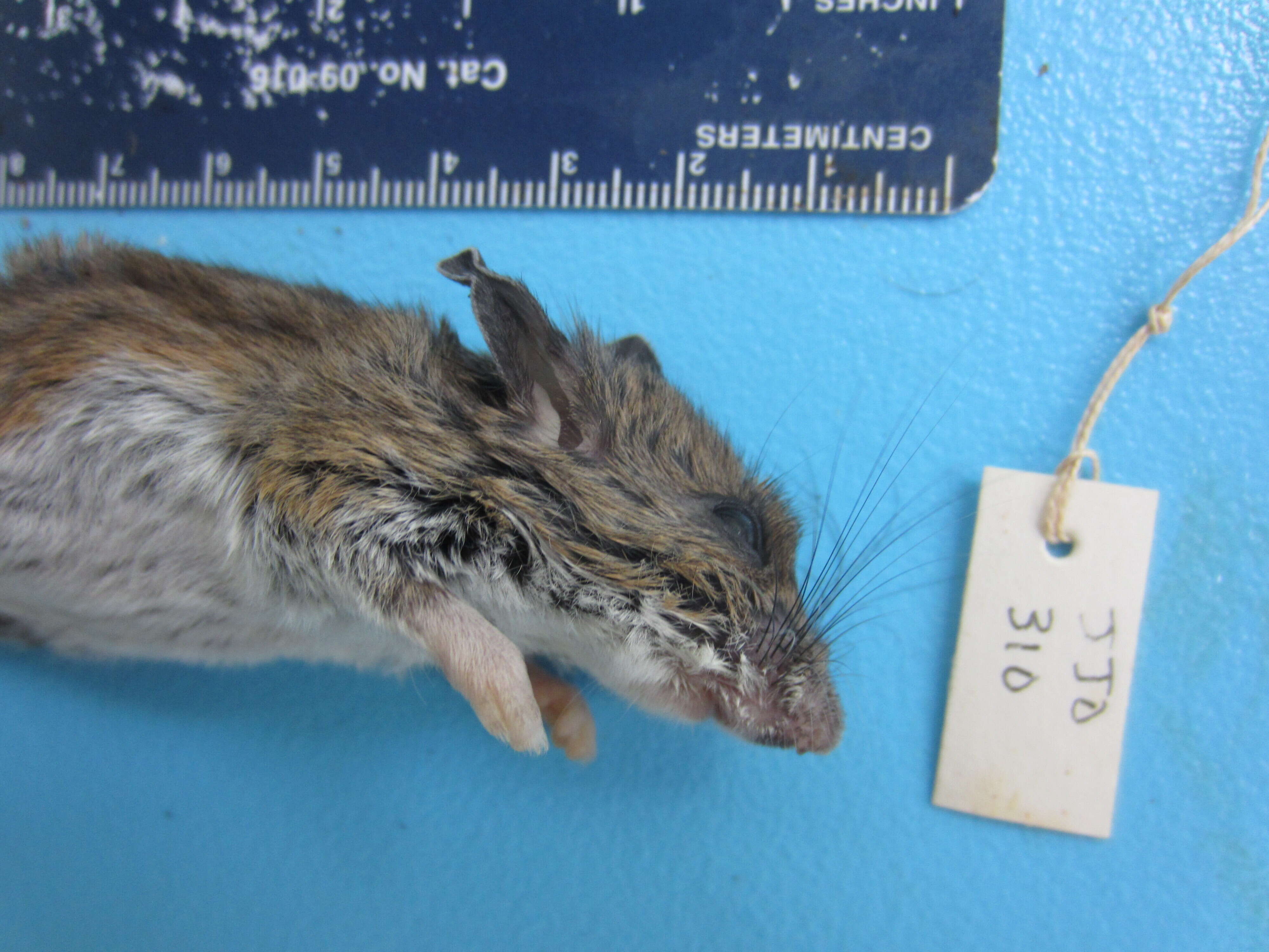 Image of White-footed Deermouse