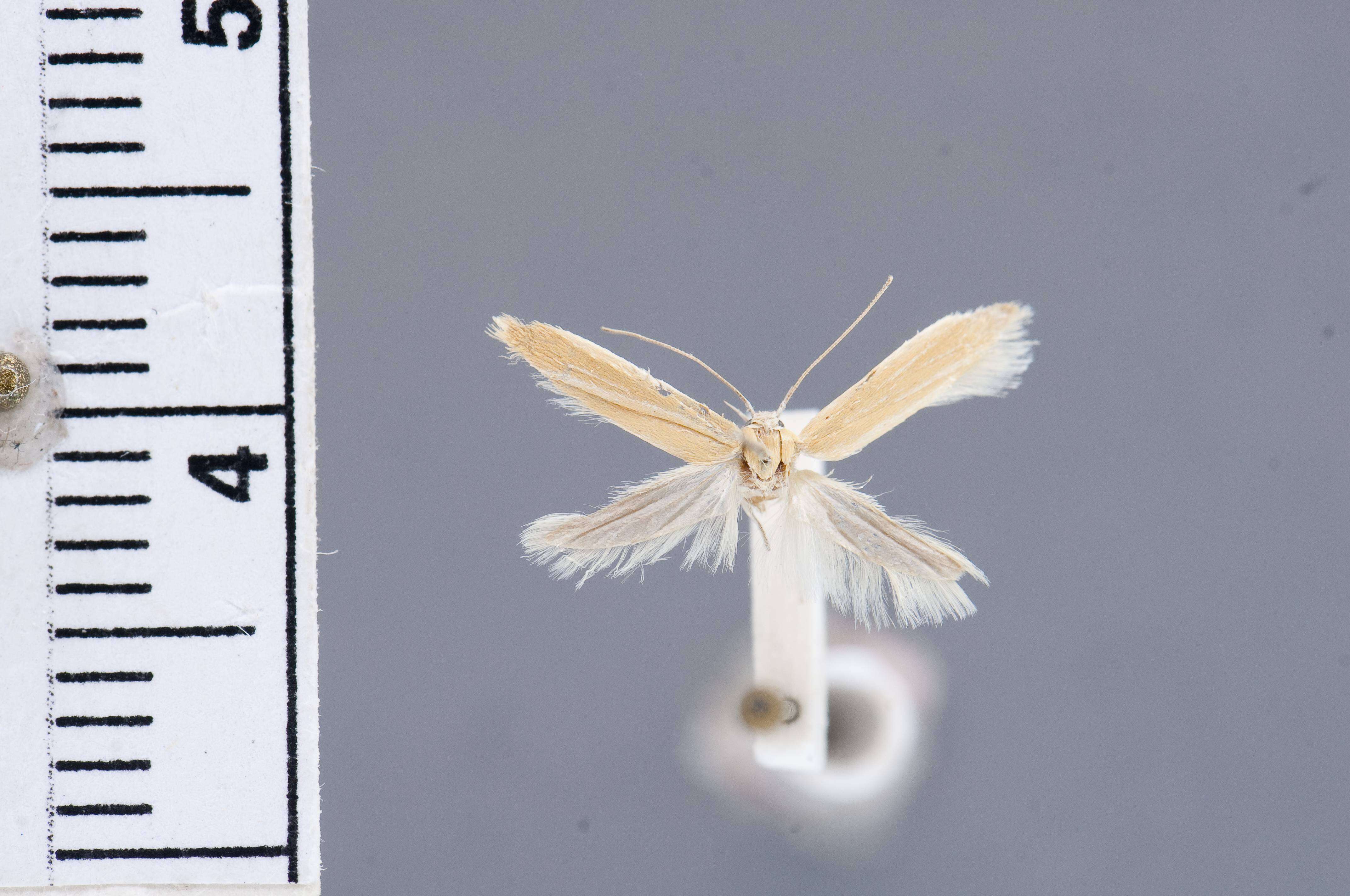 Image of Holcocera lepidophaga Clarke 1960