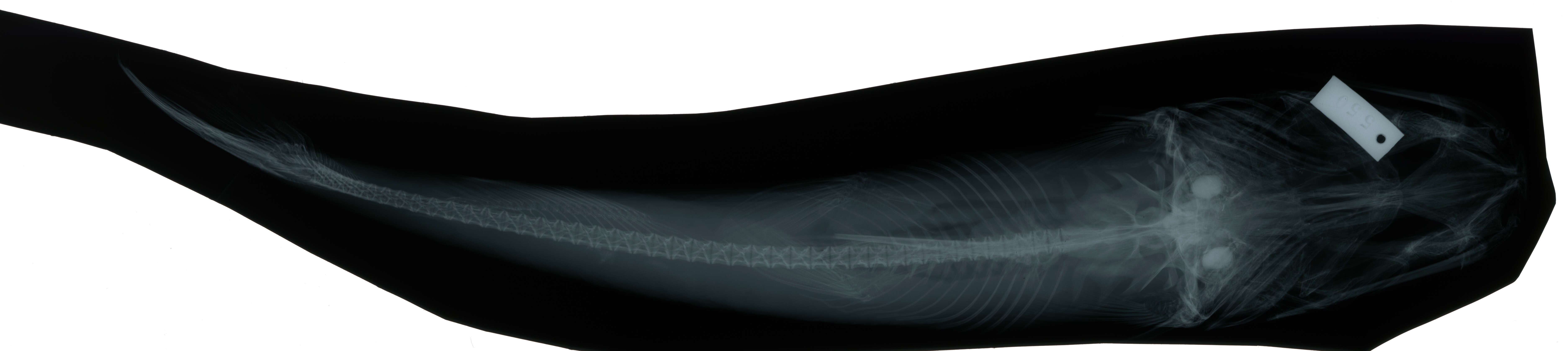 Image of Osteogeneiosus