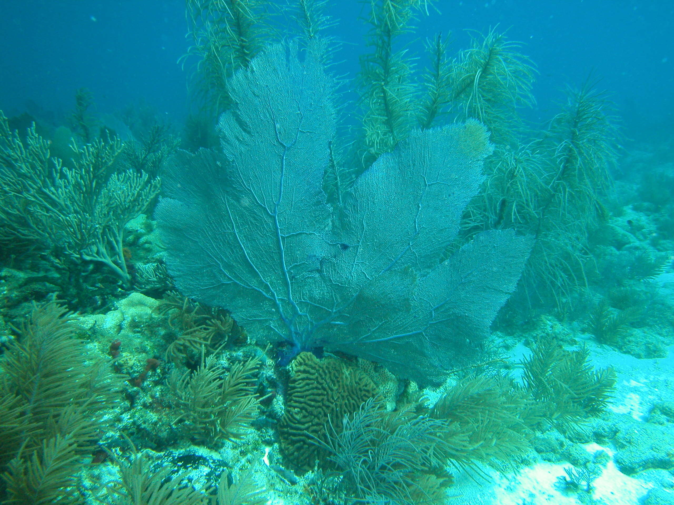 Image of Caribbean sea fan