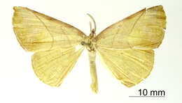 Image de Simopteryx flavida Dognin 1913