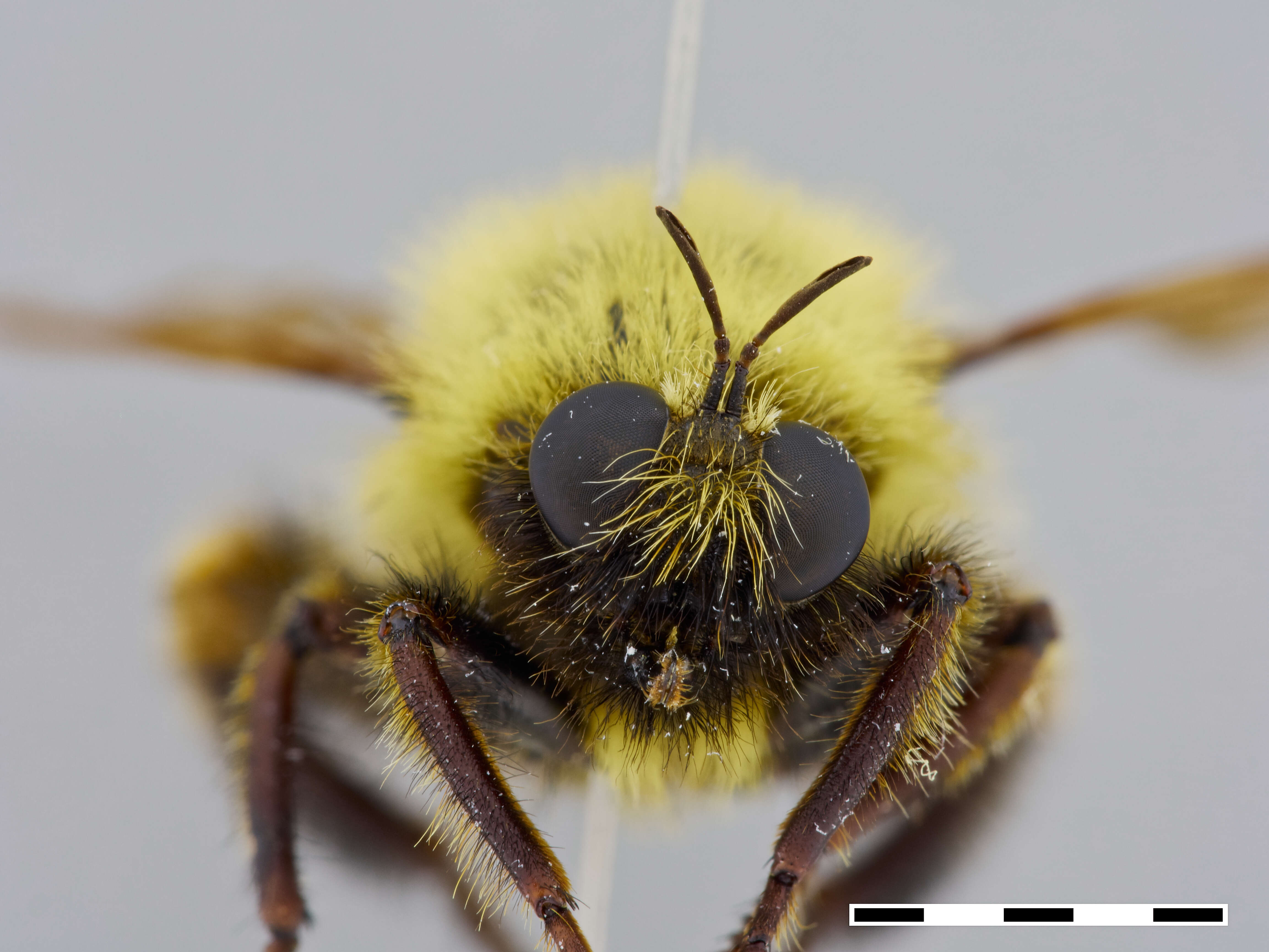 Image of Laphria thoracica Fabricius 1805