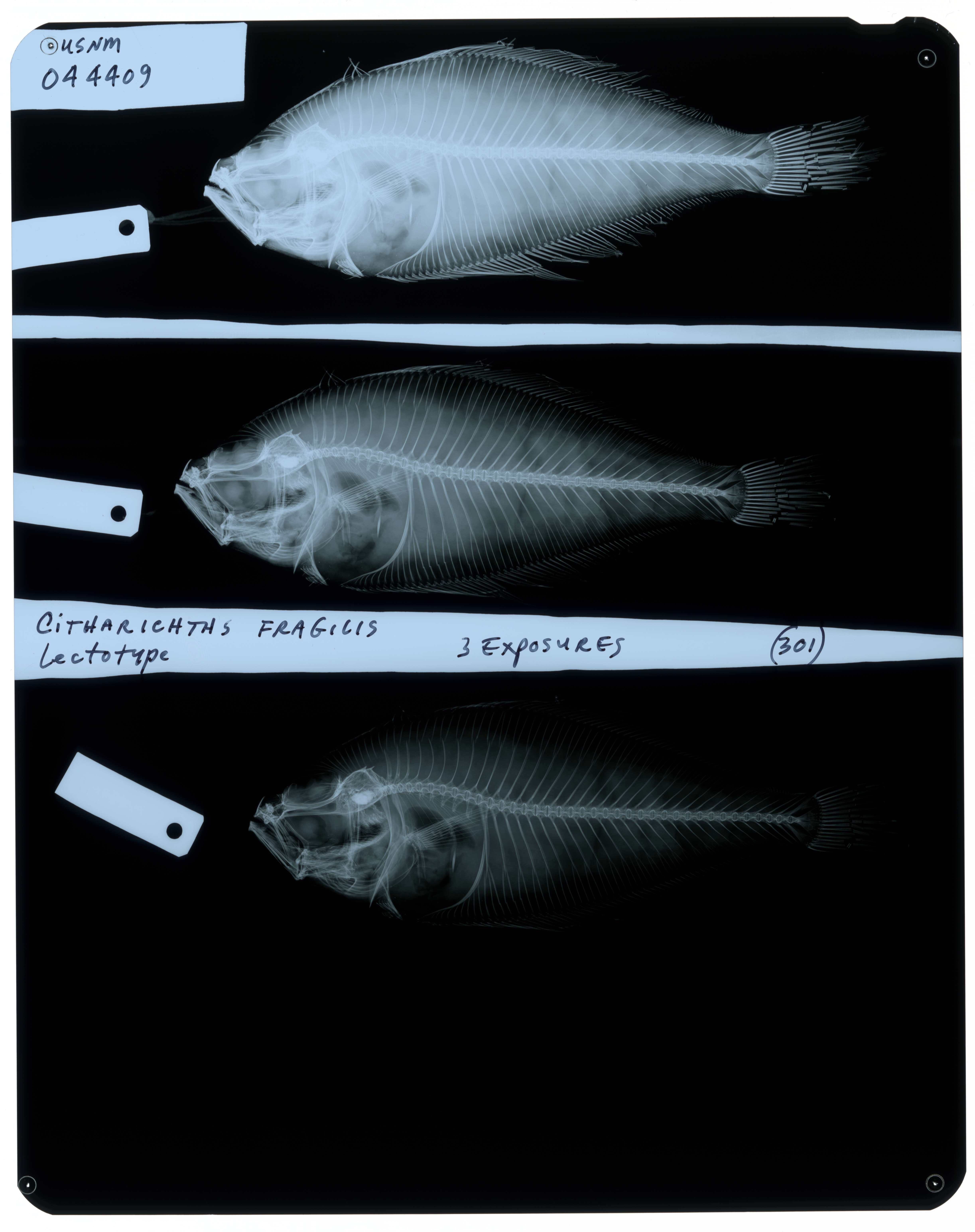 Citharichthys fragilis Gilbert 1890 resmi