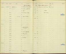 Image de Ploceus cucullatus nigriceps (Layard & EL 1867)