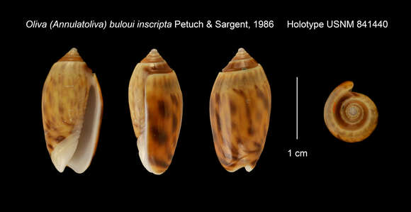 Image of Oliva buelowi G. B. Sowerby Iii 1889