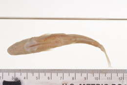 Image of Hornyhead Chub