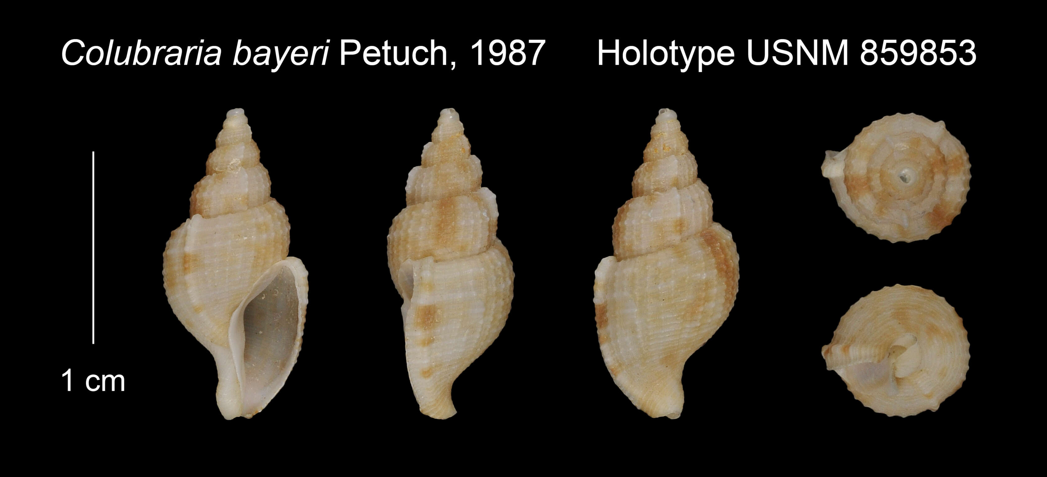 Tritonoharpa bayeri (Petuch 1987)的圖片