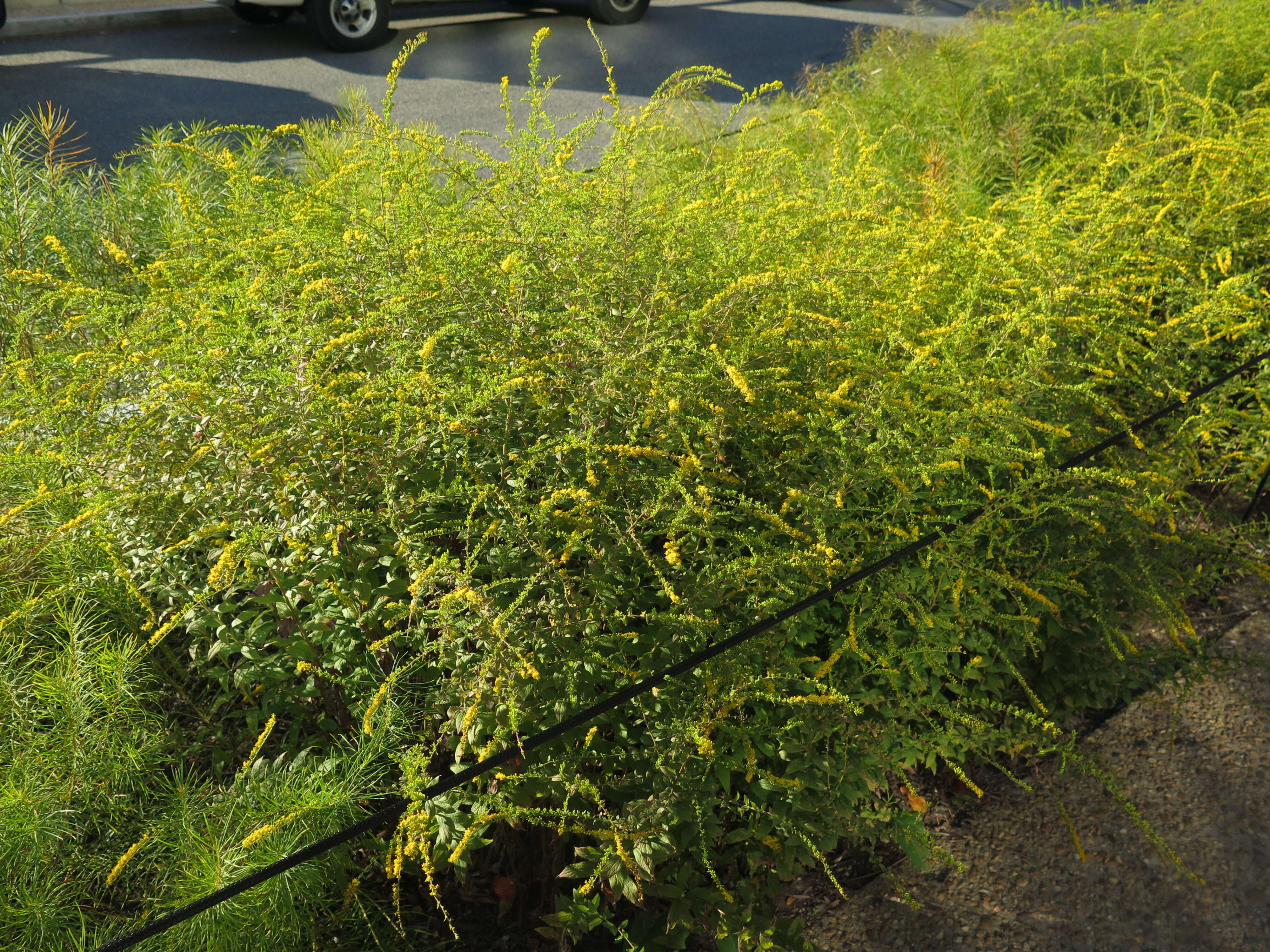 Image of wrinkleleaf goldenrod