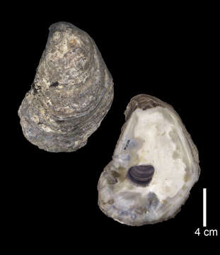 Image of Oyster