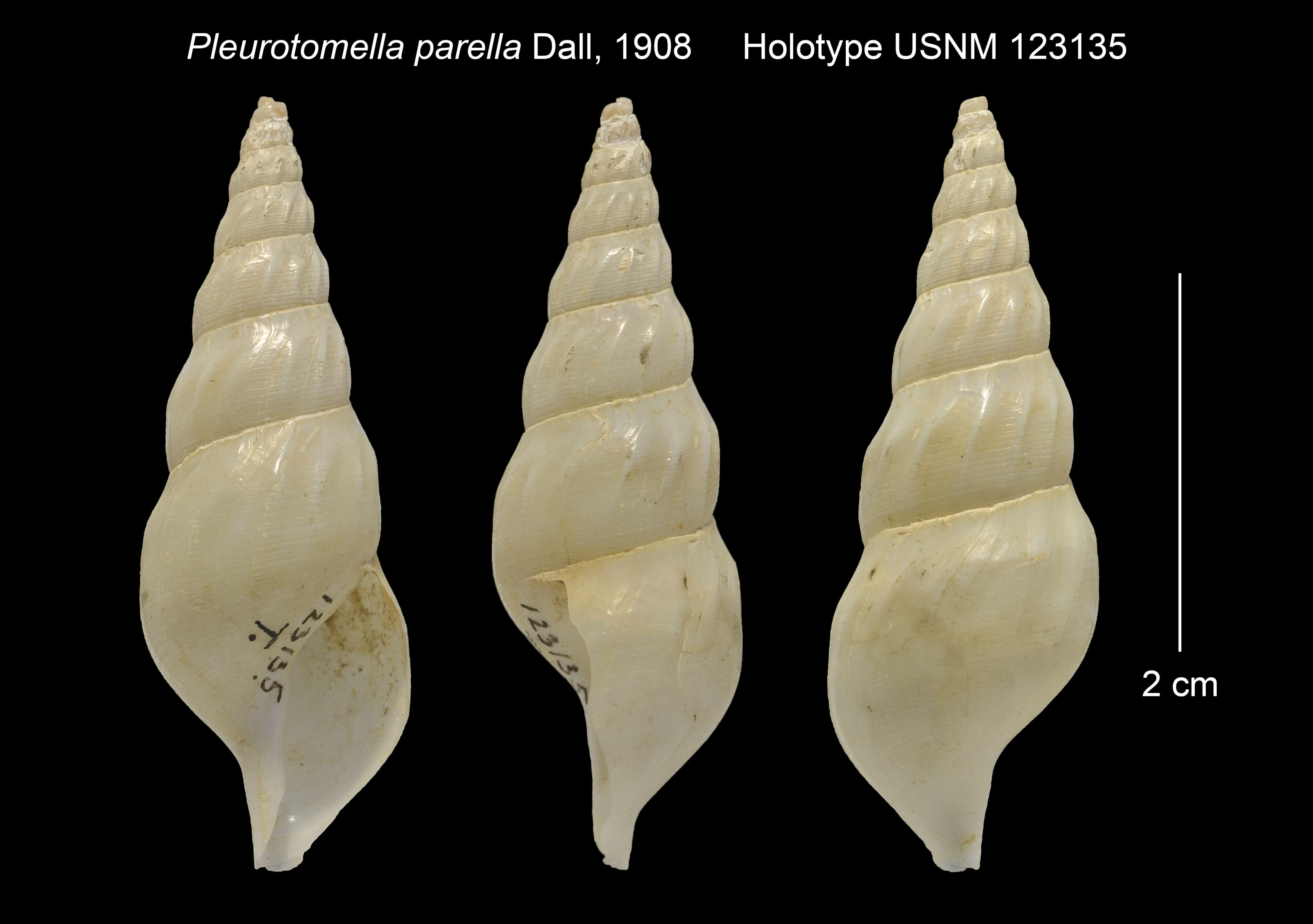 Plancia ëd Pleurotomella parella Dall 1908