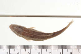 Image of Manantial roundnose minnow